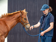 KS300622-88 - Cupboard Love's foal by Territories